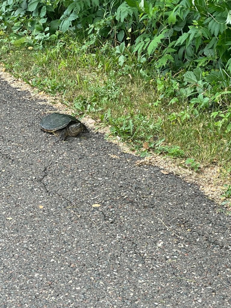 turtle on the side of the road