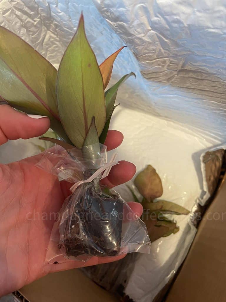 hand holding a wrapped plant